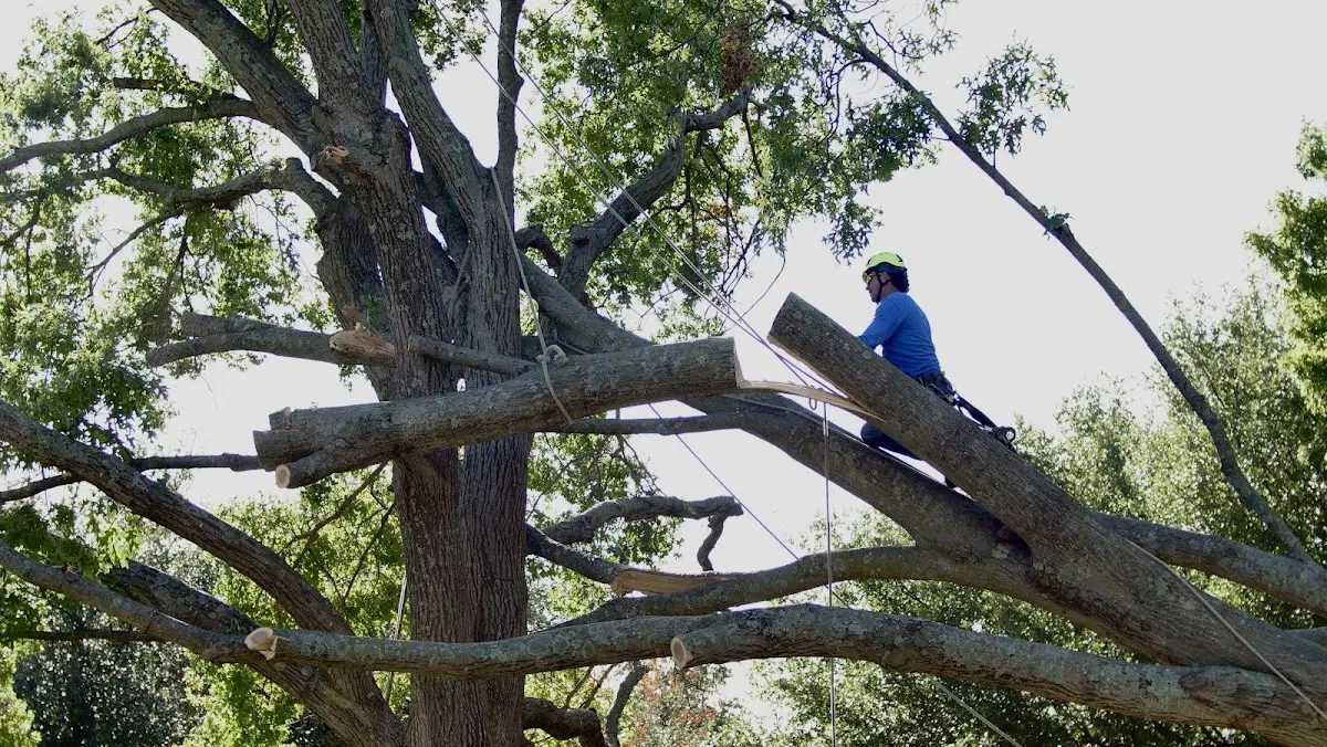 Professional Crown Thinning performed by certified arborists in Lexington